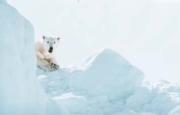 Pacote de Viagem para Ártico Svalbard Saída em Grupo