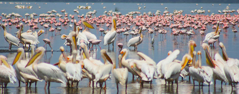 Pacote-de-Viagem-para-África-Tanzânia-03.jpg